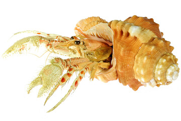 hermit crab (dardanus sp.) in pear triton (Cymatium pyrum) from Philippines isolated on white background