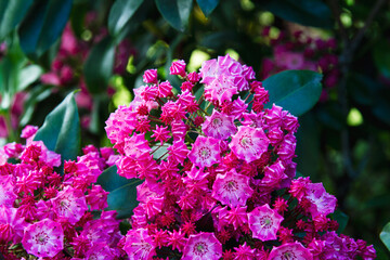 Cluster of bright pink or red mountain laurel flowers; Buds and blooms of Mountain Laurel on a...