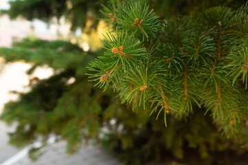 Fir tree brunch close up. Shallow focus. Fluffy fir tree brunch close up.