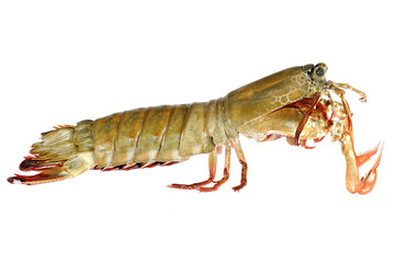 mantis shrimp (Gonodactylus chiragra) from Bohol, Philippines isolated on white background
