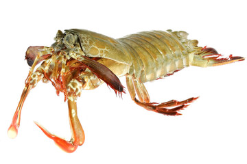 mantis shrimp (Gonodactylus chiragra) from Bohol, Philippines isolated on white background