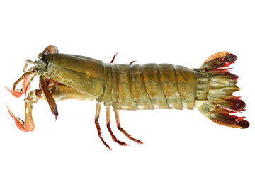 mantis shrimp (Gonodactylus chiragra) from Bohol, Philippines isolated on white background