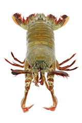 mantis shrimp (Gonodactylus chiragra) from Bohol, Philippines isolated on white background