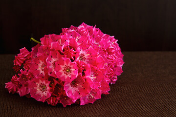 Cluster of bright pink or red mountain laurel flowers; Buds and blooms of Mountain Laurel on a...