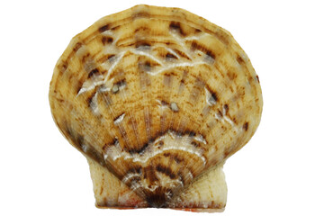 saltwater clam (Flexopecten glaber) from Taranto, Italy isolated on white background