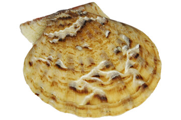 saltwater clam (Flexopecten glaber) from Taranto, Italy isolated on white background
