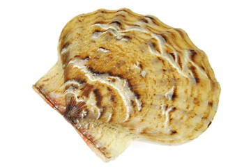 saltwater clam (Flexopecten glaber) from Taranto, Italy isolated on white background