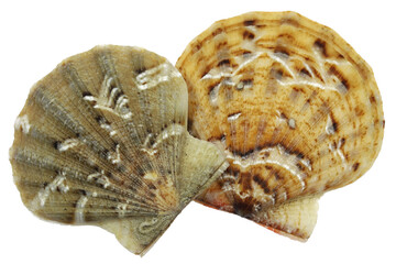 saltwater clam (Flexopecten glaber) from Taranto, Italy isolated on white background