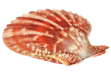 bivalve saltwater clam (Mimichlamys sanguinea) from Bantayan, Philippines isolated on white...