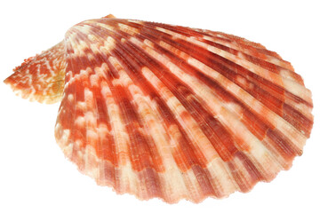 bivalve saltwater clam (Mimichlamys sanguinea) from Bantayan, Philippines isolated on white...