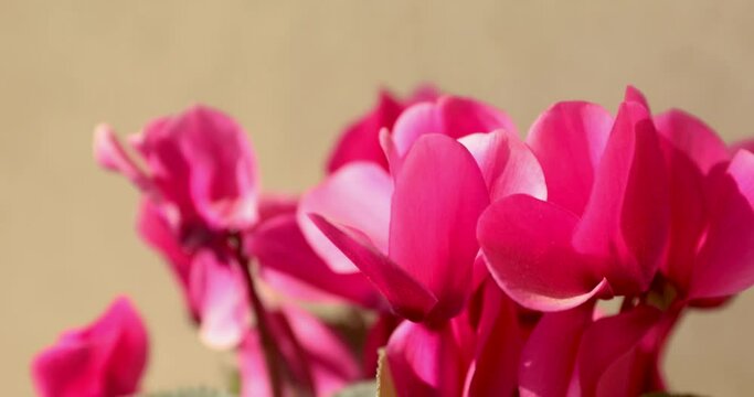 Sliding forward over a pink cyclamen flowers with shallow focus