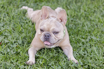 Fototapeta premium 1-Year-Old Dark and Light Tan Merle French Bulldog Female Puppy Resting on Grass. Off-leash dog park in Northern California.