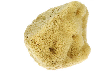 natural sponge from Kalymnos, Greece isolated on white background