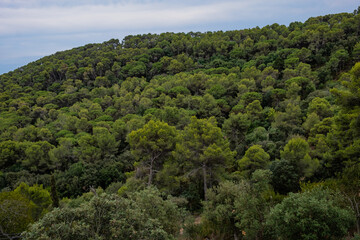Pine tree forest in Costa Brava
