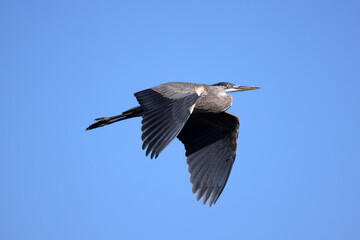 Great Blue Heron flying over marsh in early fall