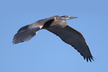 Great Blue Heron flying over marsh in early fall