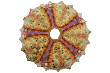 sea urchin (Coelopleurus maillardi) from Cebu, Philippines isolated on white background