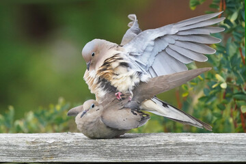 Mourning Doves mating on fence in late summer