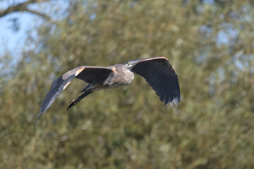 Great Blue Heron flying over marsh in early fall