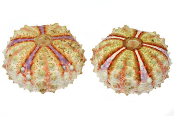 sea urchin (Coelopleurus maillardi) from Cebu, Philippines isolated on white background