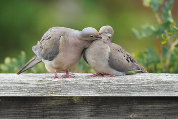 Mourning Doves mating on fence in late summer