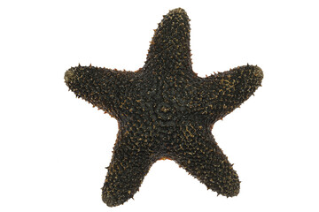 black starfish from Philippines isolated on white background