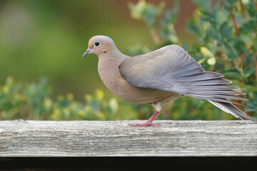 Mourning Doves mating on fence in late summer