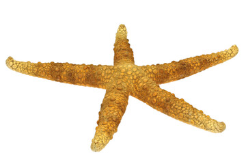 starfish (Nardoa variolata) from Surigao, Philippines isolated on white background