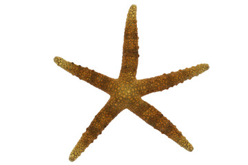 starfish (Nardoa variolata) from Surigao, Philippines isolated on white background