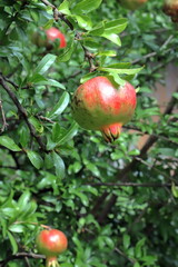 Melograno, Pomegranate
