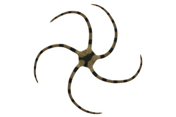 brittle star (Ophiolepis superba) from Philippines isolated on white background