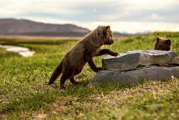 Arctic fox cub