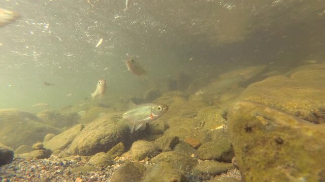 An underwater footage of a lot of small fishes in river current of a very clear shallow mountain river with rocky bottom. River fishes in their natural habitat