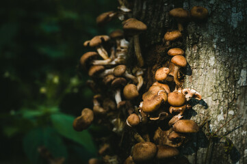 Small inedible wild mushrooms on tree at autumn. Close-up.