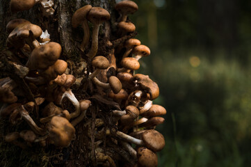 Small inedible wild mushrooms on tree at autumn. Close-up.