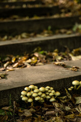 Small inedible wild mushrooms on wooden board at autumn. Close-up.