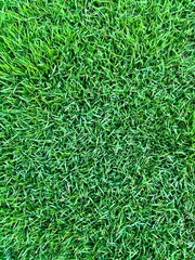 green grass background and texture
