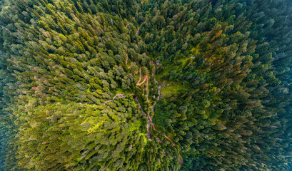 aerial top down view of the road in the forest among the mountains on a sunny summer day