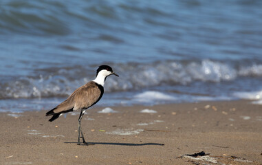 Spur-winged lapwing (Vanellus spinosus)