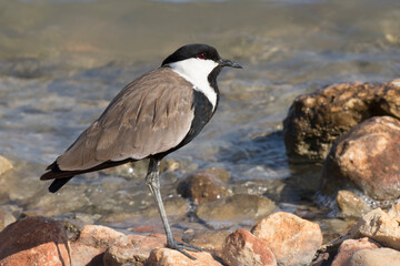 Spur-winged lapwing (Vanellus spinosus)