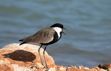 Spur-winged lapwing (Vanellus spinosus)