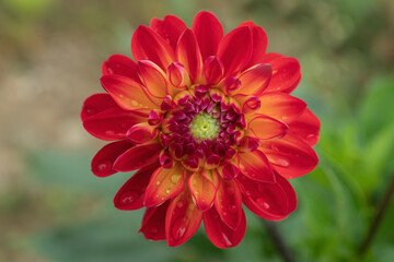 Red dahlia blossom, shortly after rain with drops on the petals.