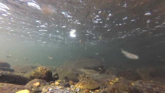 An underwater footage of a fishes in a very clean and clear river with a stone and sandy bottom. River fish in their natural habitat