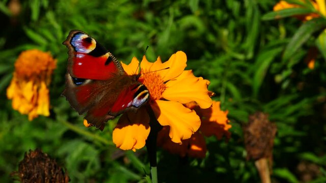  A peacock butterfly on a yellow flower eats nectar.