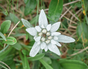 One single isolated mountain alpine flower Leontopodium alpinum (Edelweiss) in Bucegi Mountains, Romania. Rare protected mountain flower.