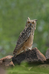 this is my wildlife images that shoot in bigwan pune