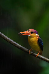 Fototapeta premium this is my wildlife images that shoot in bigwan pune