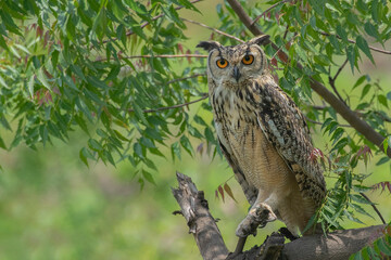 this is my wildlife images that shoot in bigwan pune