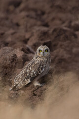 this is my wildlife images that shoot in bigwan pune