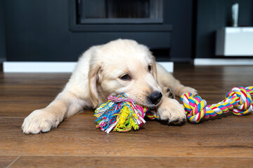 Male golden retriever puppy playing with a rope on modern vinyl panels in the living room of the house.